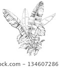 A bouquet of large palm leaves, monstera, and climbing herbs. Isolated pencil illustration for event invitations, eco-hotel print design, poster printing, and menu design. 134607286