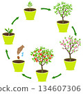 Life cycle of an peach in a pot on a white background. 134607306