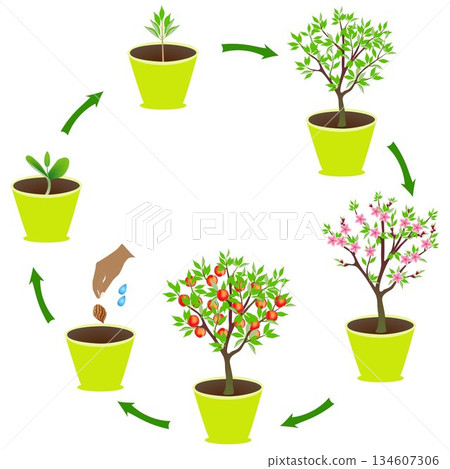 Life cycle of an peach in a pot on a white background. Life cycle of an peach in a pot on a white background. 134607306