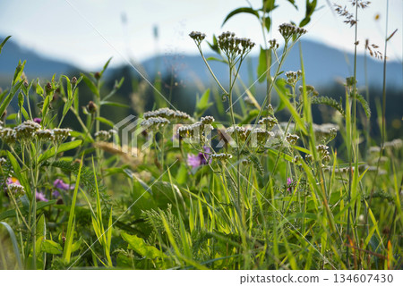Mountain grass and flowers in the morning light. Soft focus Mountain grass and flowers in the morning light. Soft focus 134607430