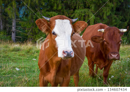Cute brown cows with on a mountain pasture near the forest Cute brown cows with on a mountain pasture near the forest 134607434