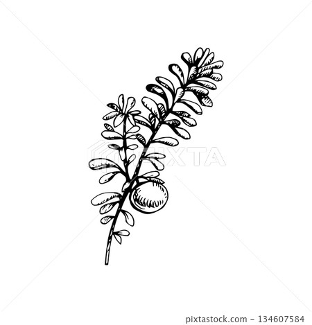 Vector illustration of a crowberry branch with narrow leaves and a round berry. Hand-drawn line art, vintage engraving style. Ideal for packaging, labels, tattoos, logos, botanical art and prints Vector illustration of a crowberry branch with narrow leaves and a round berry. Hand-drawn line art, vintage engraving style. Ideal for packaging, labels, tattoos, logos, botanical art and prints 134607584