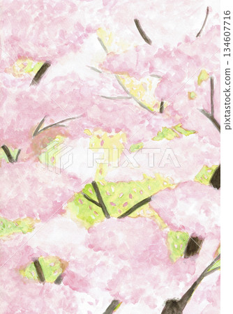 手繪插圖：櫻花盛開 134607716