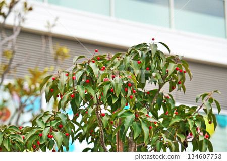 紅豆果（冬季，12 月） 134607758