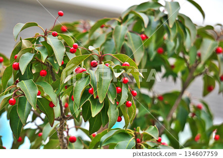 紅豆果（冬季，12 月） 134607759