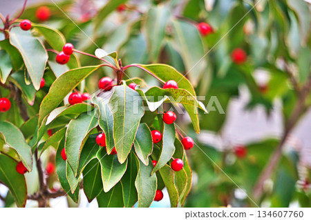 Red Japanese holly fruit (winter, December) 134607760