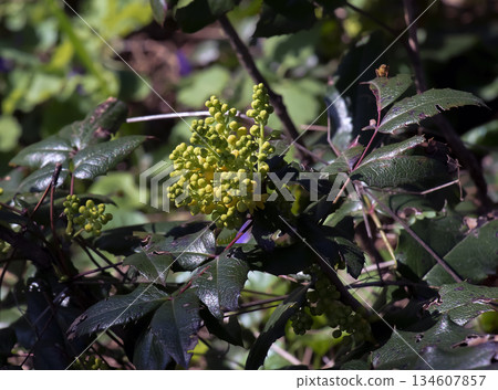 A close-up of fragrant yellow flowers of the Mahonia aquifolia blooming in spring. The flowers have a sweet scent and glossy foliage. Bright natural light and a garden backdrop. A close-up of fragrant yellow flowers of the Mahonia aquifolia blooming in spring. The flowers have a sweet scent and glossy foliage. Bright natural light and a garden backdrop. 134607857
