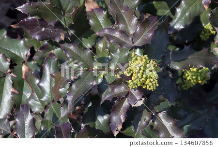 A close-up of the fragrant yellow flowers of Mahonia aquifolia blooming in spring. The flowers have a sweet scent and glossy foliage. Bright natural light and a garden backdrop. A close-up of the fragrant yellow flowers of Mahonia aquifolia blooming in spring. The flowers have a sweet scent and glossy foliage. Bright natural light and a garden backdrop. 134607858