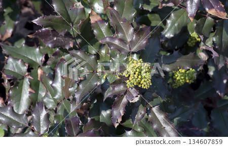 A close-up of the fragrant yellow flowers of the Mahonia aquifolia blooming in spring. The flowers have a sweet scent and glossy foliage. Bright natural light and garden backdrop. A close-up of the fragrant yellow flowers of the Mahonia aquifolia blooming in spring. The flowers have a sweet scent and glossy foliage. Bright natural light and garden backdrop. 134607859