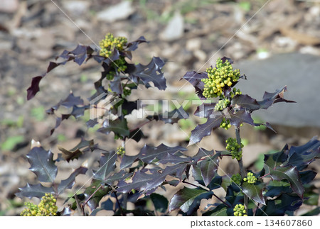 A close-up of fragrant yellow flowers of Mahonia aquifolia blooming in spring. The flowers have a sweet scent and glossy foliage. Bright natural light and a garden backdrop. A close-up of fragrant yellow flowers of Mahonia aquifolia blooming in spring. The flowers have a sweet scent and glossy foliage. Bright natural light and a garden backdrop. 134607860