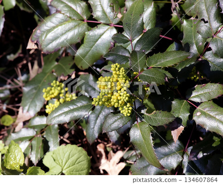 Close up outdoor view of mahonia aquifolium plant, also called oregon grape, berberidaceae family. Group of yellow flowers among red and green spiny leaves. Colorful natural image. 134607864