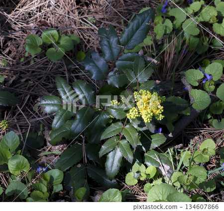 A close-up of the fragrant yellow flowers of the Mahonia aquifolia blooming in spring. The flowers have a sweet scent and glossy foliage. Bright natural light and a garden backdrop. A close-up of the fragrant yellow flowers of the Mahonia aquifolia blooming in spring. The flowers have a sweet scent and glossy foliage. Bright natural light and a garden backdrop. 134607866