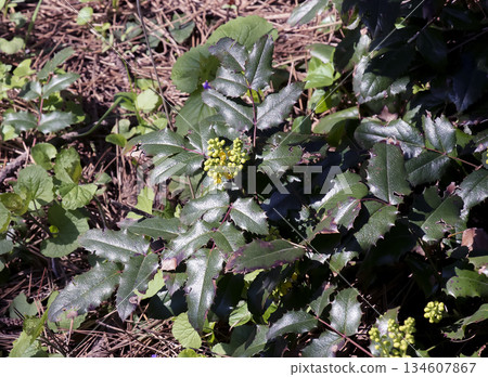 A close-up of the fragrant yellow flowers of the Mahonia aquifolia blooming in spring. Flowers have a sweet scent and glossy foliage. Bright natural light and a garden backdrop. A close-up of the fragrant yellow flowers of the Mahonia aquifolia blooming in spring. Flowers have a sweet scent and glossy foliage. Bright natural light and a garden backdrop. 134607867