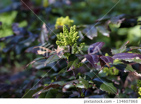 A close-up of the fragrant yellow flowers of the Mahonia aquifolia blooming in spring. The flowers have sweet scent and glossy foliage. Bright natural light and a garden backdrop. A close-up of the fragrant yellow flowers of the Mahonia aquifolia blooming in spring. The flowers have sweet scent and glossy foliage. Bright natural light and a garden backdrop. 134607868