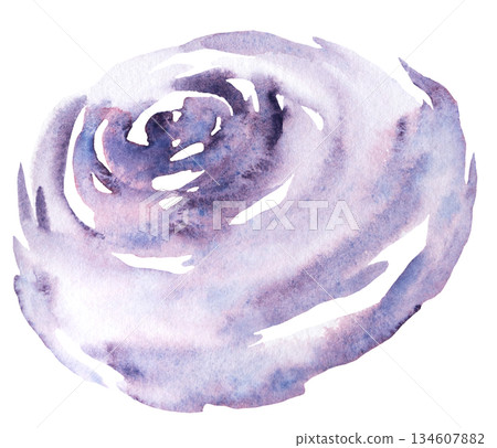 Watercolor purple and pink rose flower isolated illustration, floral wedding and greeting element Watercolor purple and pink rose flower isolated illustration, floral wedding and greeting element 134607882