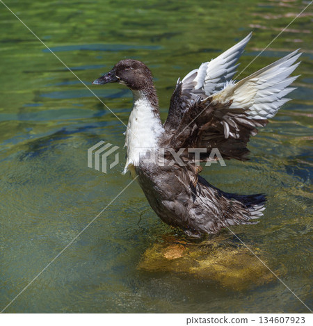 Duck with bright plumage spreads its wings wide as it hovers over the shimmering water Duck with bright plumage spreads its wings wide as it hovers over the shimmering water 134607923