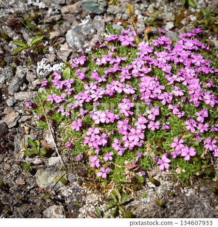Silene acaulis, herbaceous plant, perennial that grows in mountain environments, it forms small 134607933