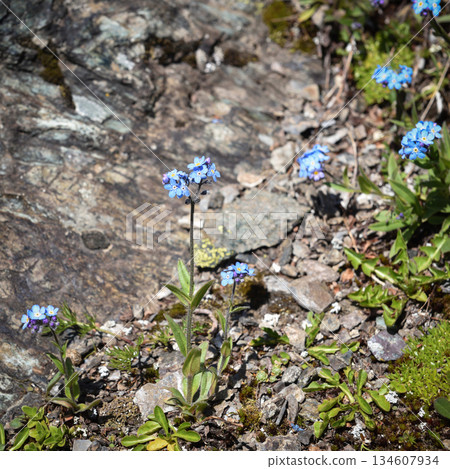Alpine forget me not flowers (Myosotis alpestris), perennial, flowering plant.  134607934