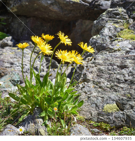 Beautiful yellow flowers of Doronicum clusii on the alpine slopes in the sunlight 134607935