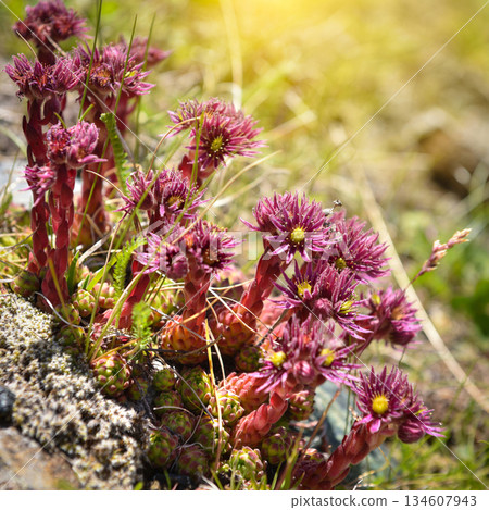 Close-up of beautiful pink flowers Sempervivum montanum or Houseleeks growing in the mountain meadow Close-up of beautiful pink flowers Sempervivum montanum or Houseleeks growing in the mountain meadow 134607943
