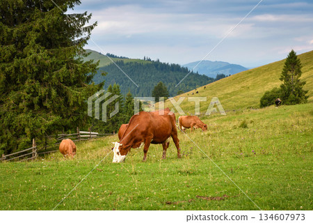 Brown cows on a mountain pasture near the forest. Brown cows on a mountain pasture near the forest. 134607973