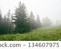 Foggy morning after the rain in the Carpathians. Spruce trees and pasture is covered with fog 134607975