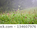Foggy morning after the rain on a mountain pasture. Mountain grass and flowers with dew drops. 134607976