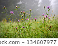 Foggy morning after the rain on a mountain pasture. Mountain grass and flowers with dew drops 134607977