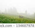 Mystical foggy morning on a mountain pasture with colorful grasses. 134607978