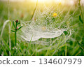 Spider web hanging between grass stems with water drops from the morning dew 134607979