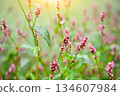 Closeup of pink flower branches of Polygonum persicaria on a natural background. Soft focus 134607984