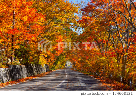 Autumn foliage tunnel along the prefectural road Yari-ga-take near Kuzu Onsen in Takase Valley, Omachi City, Nagano Prefecture Autumn foliage tunnel along the prefectural road Yari-ga-take near Kuzu Onsen in Takase Valley, Omachi City, Nagano Prefecture 134608121