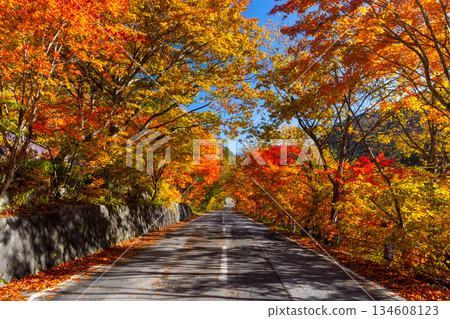 Autumn foliage tunnel along the prefectural road Yari-ga-take near Kuzu Onsen in Takase Valley, Omachi City, Nagano Prefecture Autumn foliage tunnel along the prefectural road Yari-ga-take near Kuzu Onsen in Takase Valley, Omachi City, Nagano Prefecture 134608123