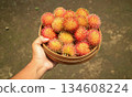 Hand holding basket with rambutan fruit, organic tropical fruit Harvest  134608224