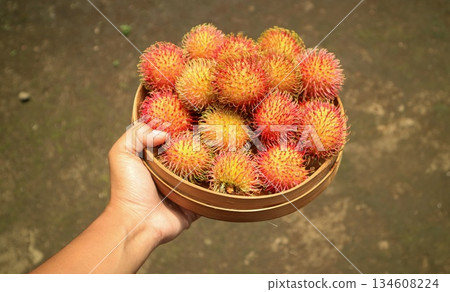 Hand holding basket with rambutan fruit, organic tropical fruit Harvest Hand holding basket with rambutan fruit, organic tropical fruit Harvest 134608224