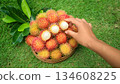 Hand holding A half peeled rambutan fruit in basket with fresh rambutan fruit. Harvest Tropical fruit season  134608225