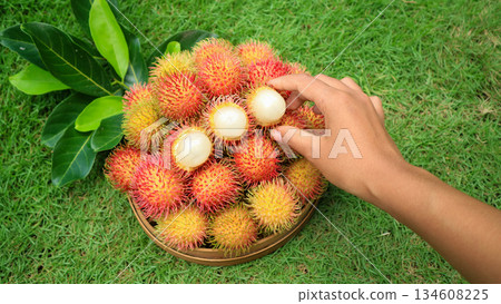 Hand holding A half peeled rambutan fruit in basket with fresh rambutan fruit. Harvest Tropical fruit season Hand holding A half peeled rambutan fruit in basket with fresh rambutan fruit. Harvest Tropical fruit season 134608225