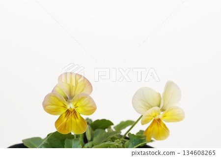 Viola flowers that stand out against a white background (Vivi Antique) 134608265