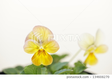 Viola flowers that stand out against a white background (Vivi Antique) Viola flowers that stand out against a white background (Vivi Antique) 134608270