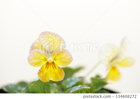 Viola flowers that stand out against a white background (Vivi Antique) Viola flowers that stand out against a white background (Vivi Antique) 134608272
