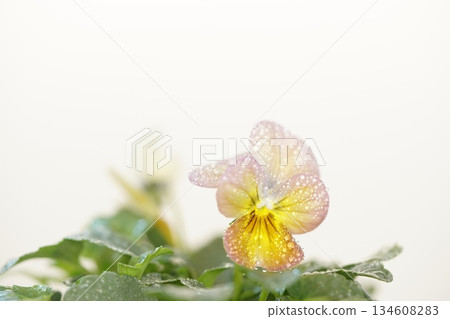 Viola flowers that stand out against a white background (Vivi Antique) 134608283