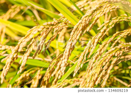 Rice field Rice field 134609219
