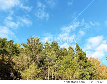 森林樹木和清爽的藍天 134609326