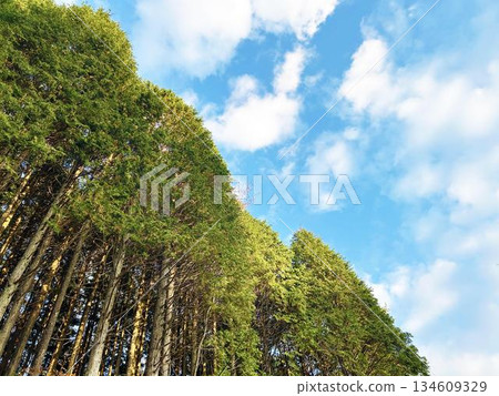 平靜的藍天和樹林 134609329