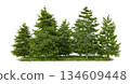 Group of evergreen coniferous trees 134609448