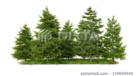 Group of evergreen coniferous trees 134609448