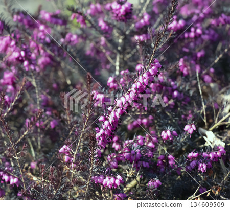 Decorative blooming pink flower. A sign with plant name Erica carnea Winter Beauty. Alpine groundcover plant . first spring flowers. Floral Wallpaper. 134609509