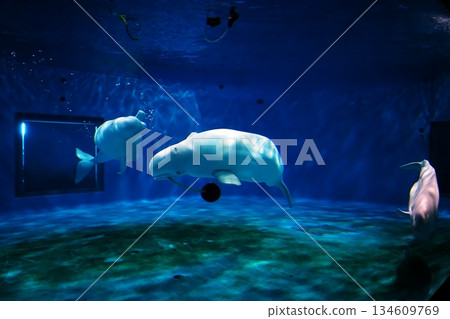 絲綢海豚 134609769