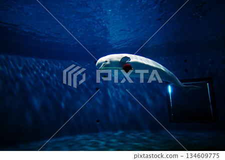 絲綢海豚 134609775