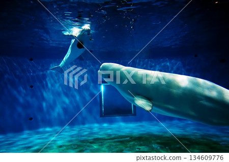 絲綢海豚 134609776